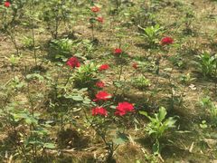 -昆山城市生态森林公园