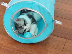 -猫大福·Fortune Cat猫舍(百子湾店)