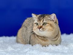 -爱洗澡的猫(天河路店)