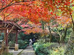 -杭州半山国家森林公园