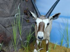 -西霞口神雕山野生动物世界