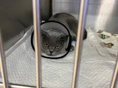 -爱妮康宠物医院·干细胞免疫细胞·肿瘤·心脏(张江店)