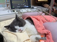 -谐和益家动物医院·免疫绝育·血液透析·宠保定点医院(高新伊藤分院)