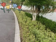 -金沙湖公园