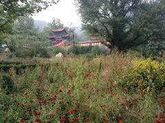 -遵化市禅林寺古银杏风景园