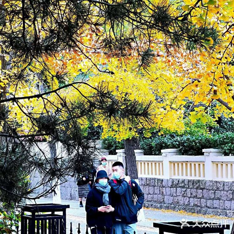 最美青岛🍁不一样的八大关秋景