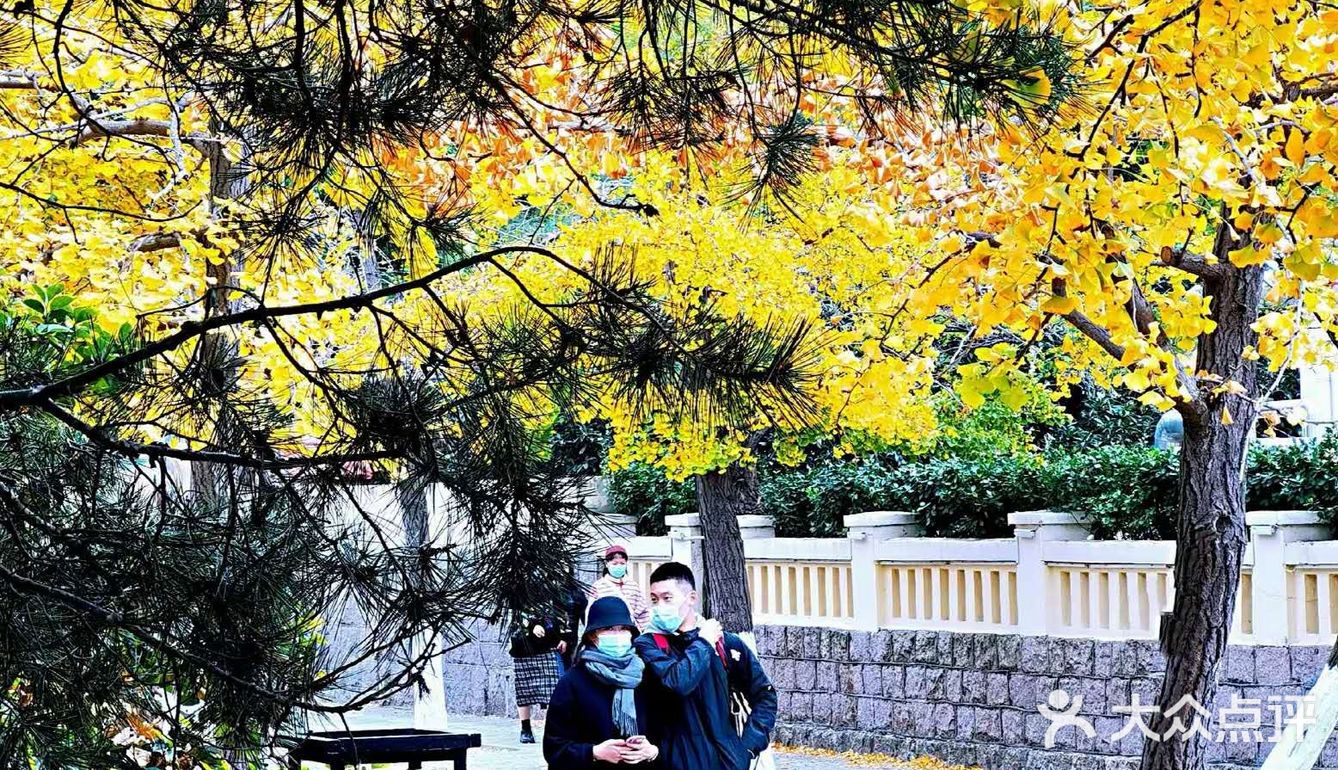 最美青岛🍁不一样的八大关秋景