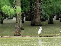 -池杉湖湿地公园