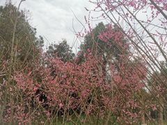 -铁山坪森林公园