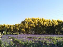 -广东花都香草世界旅游度假区