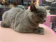 -FAELING PETS美天灵宠物(富力广场店)