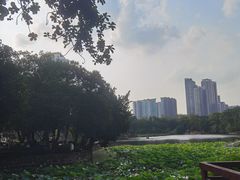 -荔湾湖公园