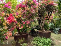 -呀路古热带植物园