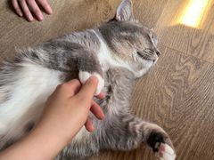 -MOCHA明星猫咖(田子坊店)