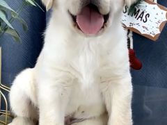 -PAGODA百果园(深圳天琴阁店)