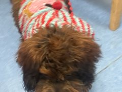 -博特宠物医院24h犬猫全科.骨科·异宠