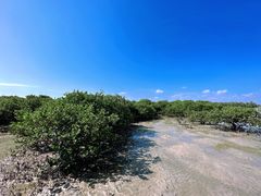 -红树林天天赶海