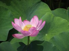-荷塘月色湿地公园·向阳花洲