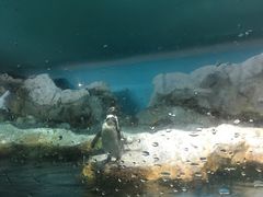 -新加坡飞禽公园