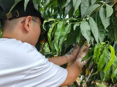-老袁家蜜桃农场·阳山水蜜桃