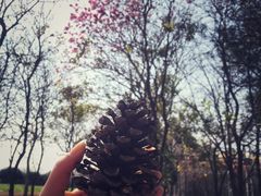 -天适樱花悠乐园