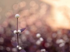 DSC_3458-广州锦绣香江度假别墅