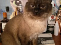 -Cappucimeow猫咪咖啡馆(韦伯时代店)