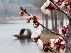 -梅花山(明孝陵内)