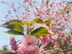 -三圣花乡旅游区