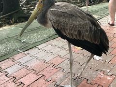 -吉隆坡雀鸟公园