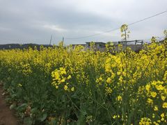 -桑洲油菜花景区