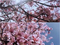 -野鸭湖国家湿地公园