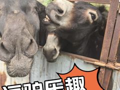 -元鼎宝驴香·全驴宴(江宁店)