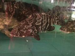 -新锦鸿(演达店)
