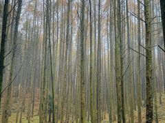 -山王坪喀斯特国家生态公园