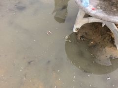 -碧海金沙