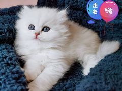 -70cat德文卷毛猫·缅因猫纯种猫舍