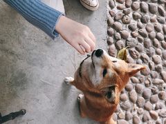 -柴犬高等学院·狗咖·柴犬售卖·宠物训练