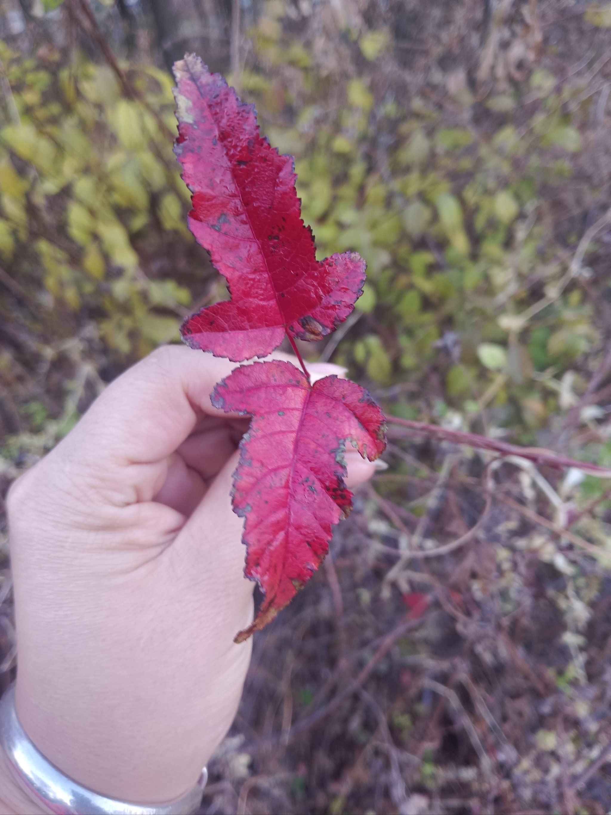 秋天红树叶真美啊