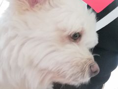 -悠尼宠物·独立低压伊珊娜洗护·美容·寄养(兰谷路店)