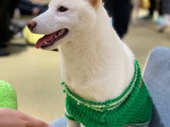 -逗柴咖啡屋·狗咖猫咖宠物桌游