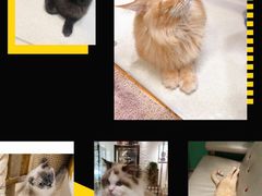 -藏猫猫咖啡主题馆(中央大道店)