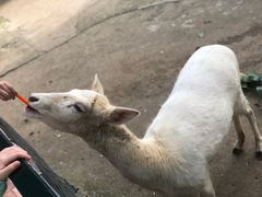 -深圳野生动物园