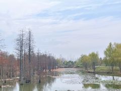 -池杉湖湿地公园
