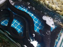 -无锡天鹏食品城