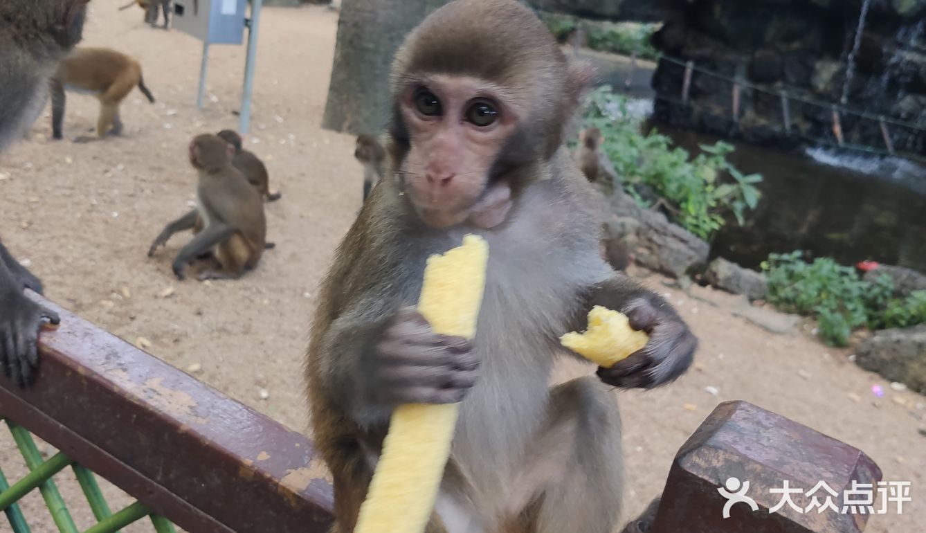 猴岛，万宁市陵水黎族自治县