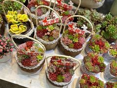 -双季花艺园艺市场(浦东店)