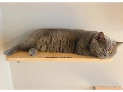 -啵啵喵·猫咖(攀华国际店)