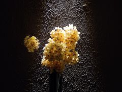 -尔雅释地足道SPA·旗舰店