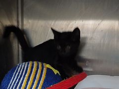 -安安宠医·臻爱宠物医院·宠保定点(营门口路分院)